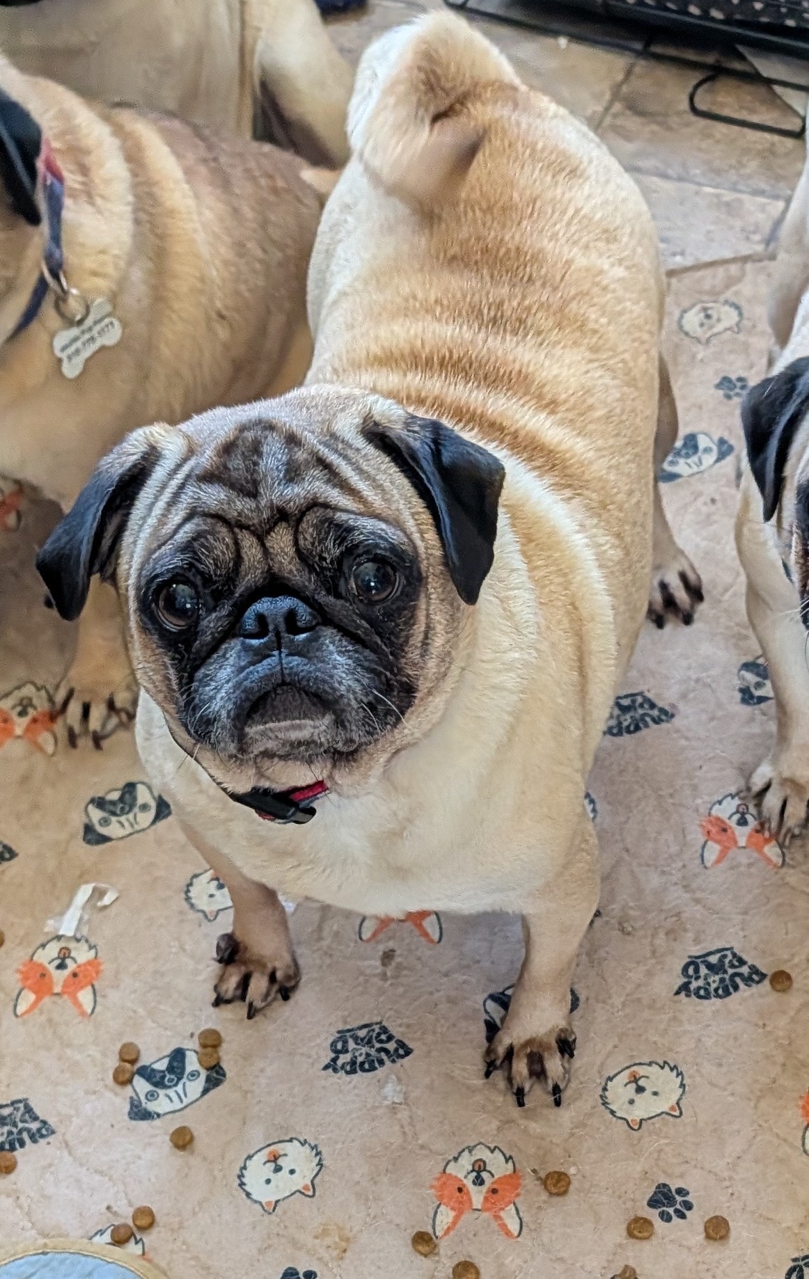 Lady — adoptable pug