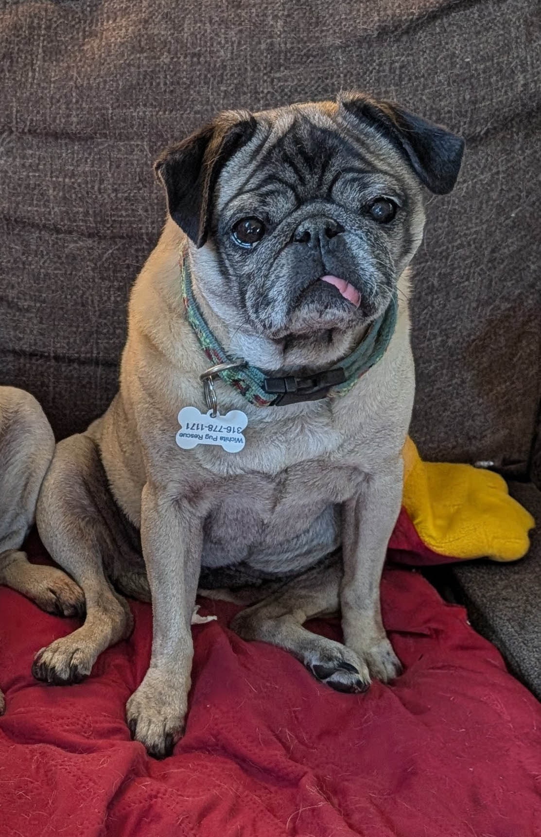 Rory — adoptable pug