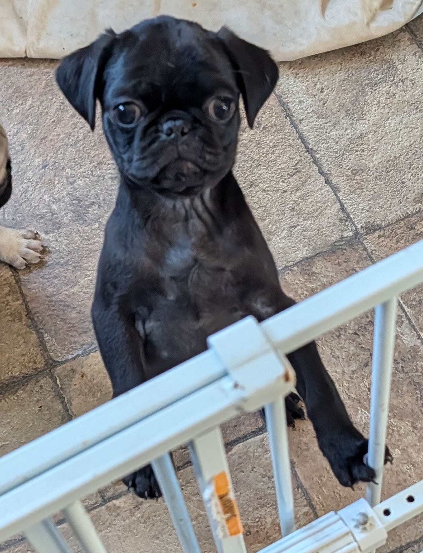 Blackie — adoptable pug
