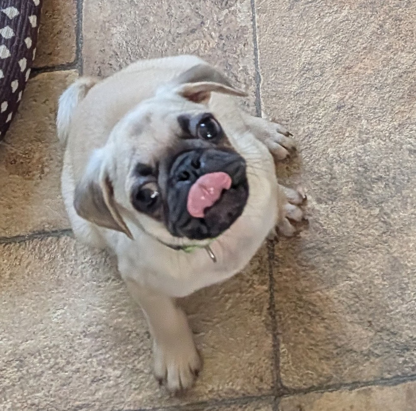 Green — adoptable pug